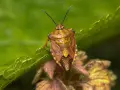 Insetto simile a una cimice, con un corpo marrone dorato e ali screziate, posato su una foglia verde.