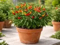 Un cespuglio rigoglioso di peperoncini Capsicum frutescens, con frutti rossi, arancioni e gialli, in un vaso di terracotta su un patio di legno.