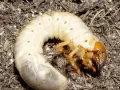 Larve di maggiolino biancastre con zampe gialle, accoccolate nel terreno scuro.