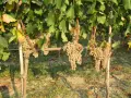 Grappoli d'uva bianca pendono da viti rigogliose, pronte per la potatura verde.