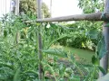 Tomato plants with green leaves and yellow flowers are supported by bamboo stakes.