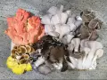 Varietà di funghi ostrica colorati: rosa, gialli, marroni e bianchi. Un esempio di crescita sana, senza malattie fungine.