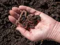 Mano che tiene lombrichi e terra, un esempio di allevamento lombrichi per compostaggio.