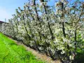 Fioritura di ciliegi in un frutteto, con alberi carichi di fiori bianchi e un prato verde. Le foglie del ciliegio sono ancora giovani e verdi.
