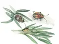 Chrysolina americana, due coleotteri colorati su rami verdi, uno con uova.
