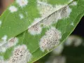 Macchie bianche e grigiastre su foglia verde, indicative di malattie piante. Si vedono spore fungine.