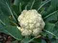 Un cavolfiore bianco e compatto, pronto per essere raccolto, circondato da foglie verdi. Un segno che è il momento giusto quando si piantano i cavolfiori.