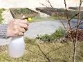 Mano spruzza un albero con una soluzione a base di zolfo contro la monilia, proteggendo le gemme.
