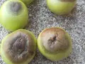 Pomodori verdi con marciume apicale, una macchia scura e infossata alla base.