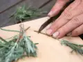 Mani esperte preparano una talea di lavanda, tagliando con cura un rametto su un tagliere di legno.