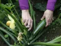 Mani che raccolgono una zucchina matura, un segno che è il momento giusto per raccogliere le zucchine.