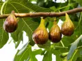Fichi maturi pendono da un ramo, annunciando il periodo fichi. Le foglie verdi fanno da sfondo a questi dolci frutti.