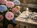 Ortensie rosa e blu in fiore, pronte per essere potate in agosto. Forbici, guanti e flacone sul tavolo di legno.
