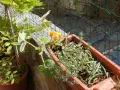 Piantare semi di zucca in vaso: una giovane pianta di zucca con un fiore arancione e fagiolini in un vaso di terracotta.