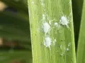 Insetti cotonosi bianchi, simili a piccole uova, si aggrappano a una foglia verde.