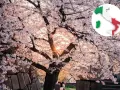 Un maestoso ciliegio in fiore, con i suoi petali rosa che danzano alla luce del tramonto, ricorda la bellezza della primavera italiana.