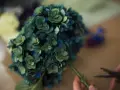 Un mazzo di ortensie blu-verdi, in piena fioritura, viene preparato con delle forbici.