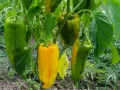 Peperoni verdi e gialli pendono dai rami. La temperatura minima ideale per la loro crescita è di 15°C.