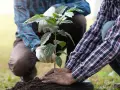 Mani esperte che piantano un giovane albero da frutto. Il momento giusto per piantare alberi da frutto è ora, per un futuro raccolto.
