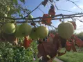 Mele verdi acerbe pendono da un ramo, con foglie secche e marroni. Quanti anni ha la melo? Chissà, ma promette un buon raccolto.
