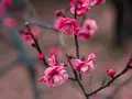 Fiori rosa intenso, forse pesco o ciliegio, con petali delicati e boccioli tondi. La differenza tra fiori di pesco e ciliegio è sottile.