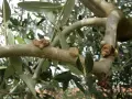 Rami di ulivo con corteccia malata, mostrando escrescenze tumorali sul tronco e sui rami, segno di malattie.