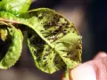 Foglie appiccicose piene di afidi. Si cercano rimedi naturali per liberare le piante da questi parassiti.