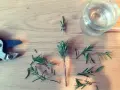 Rametti di rosmarino tagliati e pronti per essere messi in acqua, con forbici e un bicchiere sullo sfondo.