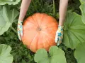Mani guantate accarezzano una grande pianta di zucca arancione, circondata da foglie verdi.