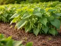 Pianta di fagiolini nani in crescita, con piccoli fiori bianchi e baccelli verdi che spuntano tra le foglie rigogliose.