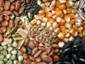 Varietà di semi antichi italiani: fagioli, mais, girasole, piselli e altri.