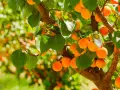 Albicocche mature su un ramo. L'albicocco inizia a fruttificare dopo circa 3-4 anni dalla messa a dimora.