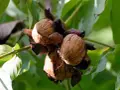 Noci mature pronte per la raccolta, pendono da un noce albero. Le foglie verdi fanno da sfondo.