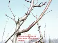 Schema potatura alberi da frutto: ramo troppo grosso rispetto all'asse principale da eliminare.