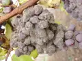 Grappolo d'uva colpito da muffa grigia, con acini viola ricoperti da una polvere biancastra.