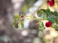 Foglie di rosa con macchie scure, sintomi di malattie fungine.