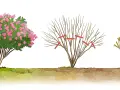 Illustrazione mostra una lagerstroemia in fiore, una potata e una da potare. La potatura è essenziale per la sua salute.