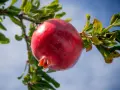 Il colore del melograno, una spiegazione visiva: un frutto maturo, rosso intenso, pende da un ramo con foglie verdi, sotto un cielo azzurro.