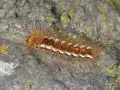 Un verme peloso marrone, con striature bianche e arancioni, si muove su una roccia coperta di licheni.