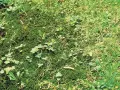 Tappeto di muschio verde con piccole piante infestanti e fili d'erba che spuntano.