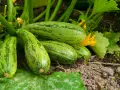 Zucchine striate pronte per la raccolta, un segno che la semina è andata a buon fine.