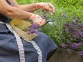 Mani guantate effettuano la potatura della lavanda, raccogliendo i fiori profumati in un cestino di legno.