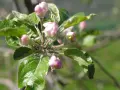 Boccioli rosa e foglie verdi su un ramo de il melo, promettono frutti succosi.