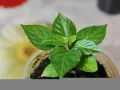 Pianta di peperoncino in vaso, con foglie verdi brillanti. Quanta acqua serve per farla crescere sana?