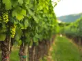 Filari di viti verdi cariche d'uva, un vigneto dove si coltiva la vite con cura.