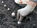 Mano guantata che pianta spicchi d'aglio nel terreno fertile. Segui questi semplici passaggi per imparare come piantare l'aglio e ottenere un raccolto abbondante.