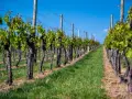 Filari di viti con tralci verdi e tronchi nodosi, pronti per l'innesto vite, sotto un cielo azzurro.