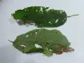 Foglie di ciliegio con macchie e fori, segni di corineo ciliegio.