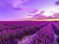 Un campo di lavanda viola intenso sotto un cielo crepuscolare rosa e viola. Un momento magico quando si raccoglie la lavanda, profumo nell'aria.