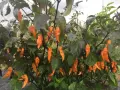 Piante cariche di peperoncini piccanti arancioni e neri, pronti per essere raccolti.